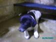 Adopt 1612D a Labrador Retriever